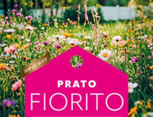 MISCUGLIO PER PRATO FIORITO
